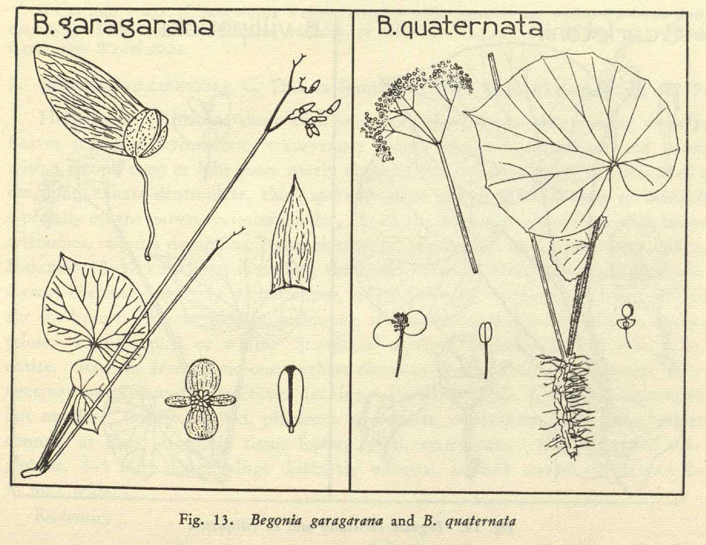 B. garagarana